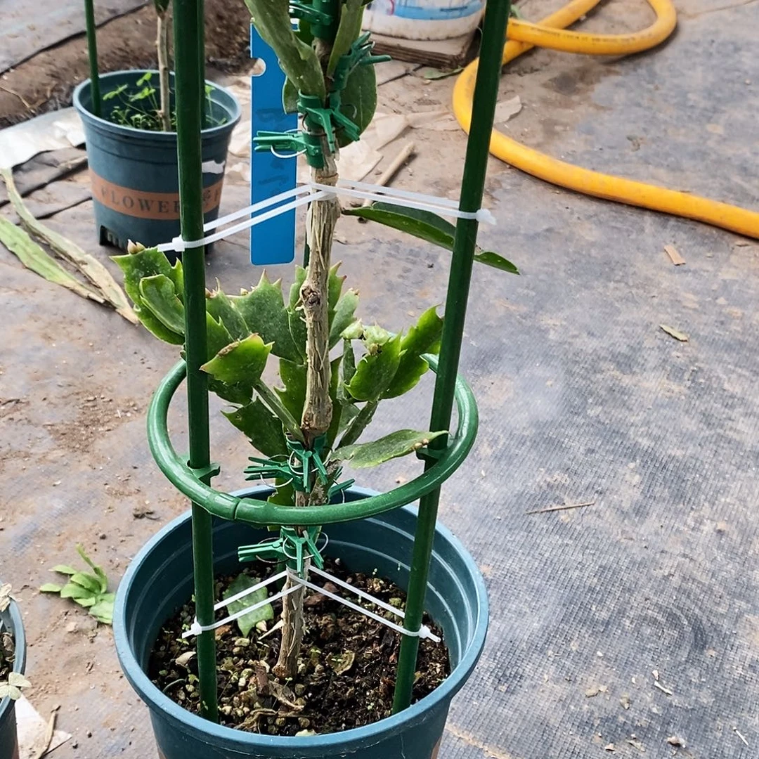 h***y无花朵福利款双层