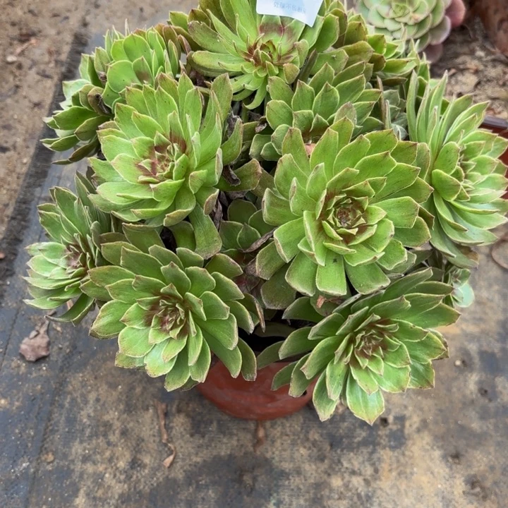 红丝绒多肉处理不包断头4207