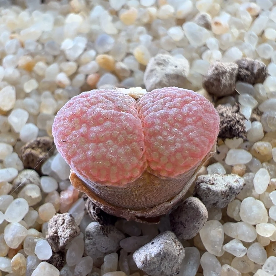 119优选1804.5红宝石两年半