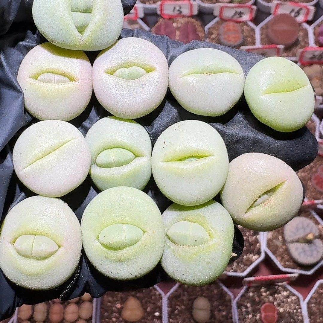 生石花233:：：。  30