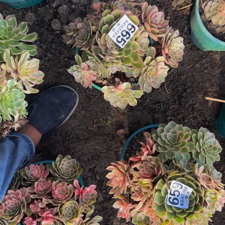 黑魔锦花30-40包邮花花