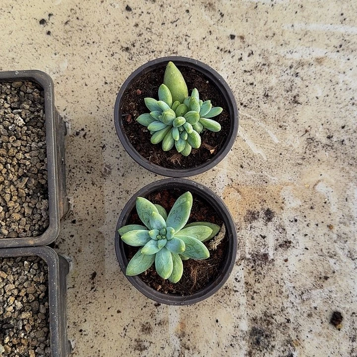 茉***花阿蒂斯托 2颗 一物一拍
