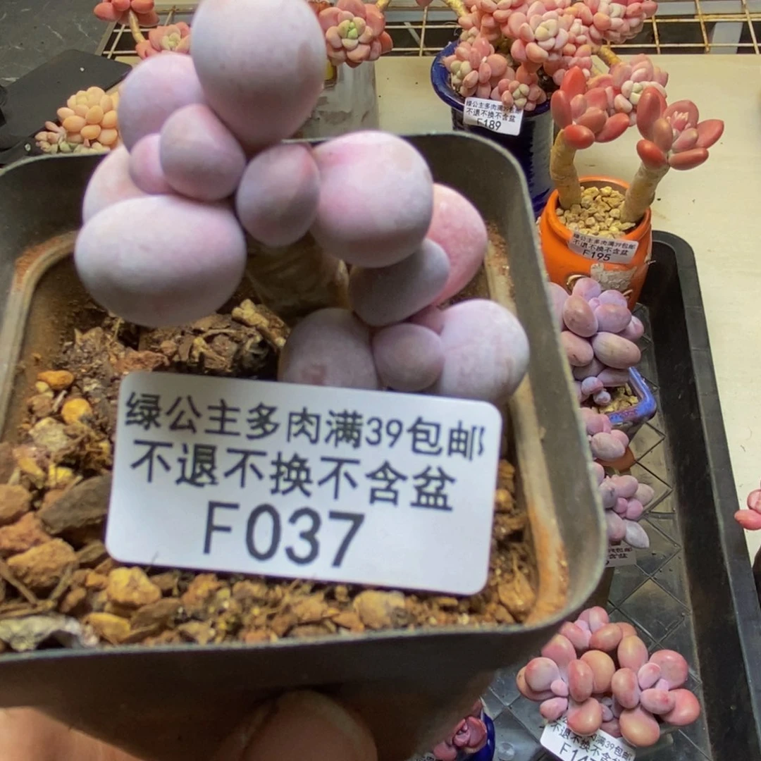 037橙奶多肉肉3cm