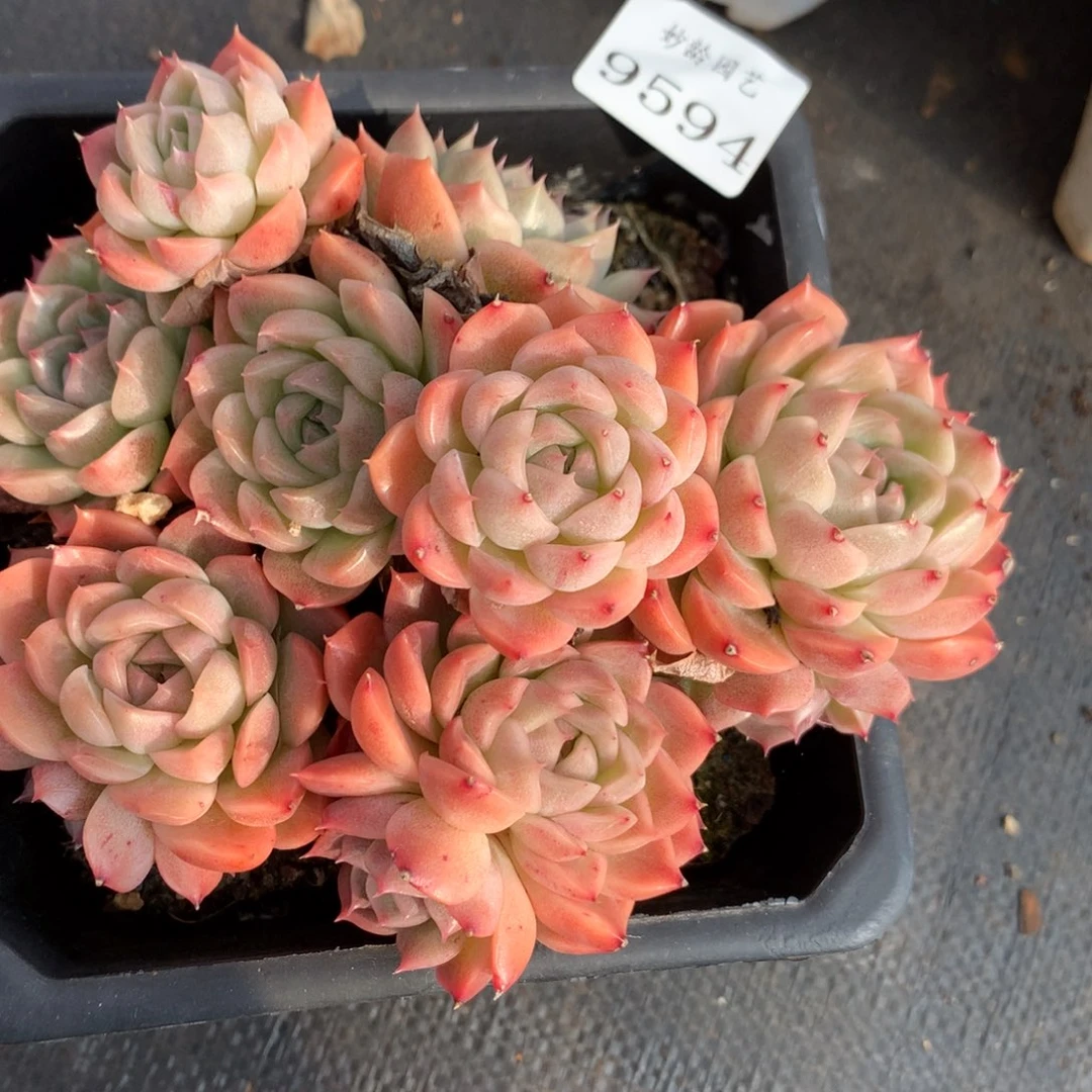 9594新年快乐发发发