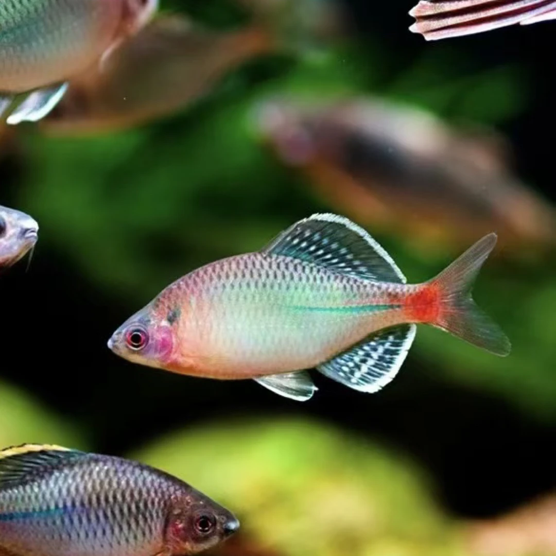 新安江青鳞（冷水鱼）新手玩家先咨询再买。