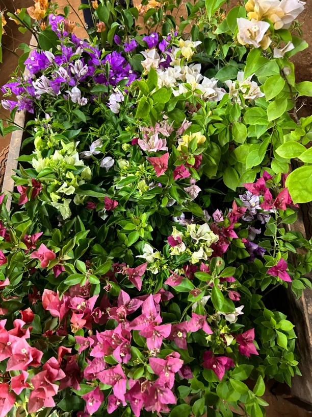 三角梅盆花直播链接一物一拍【掉花落叶属于正常现象介意勿拍