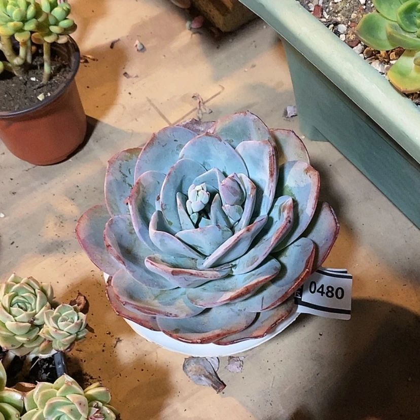 【闪购商品】布鲁蓝0480