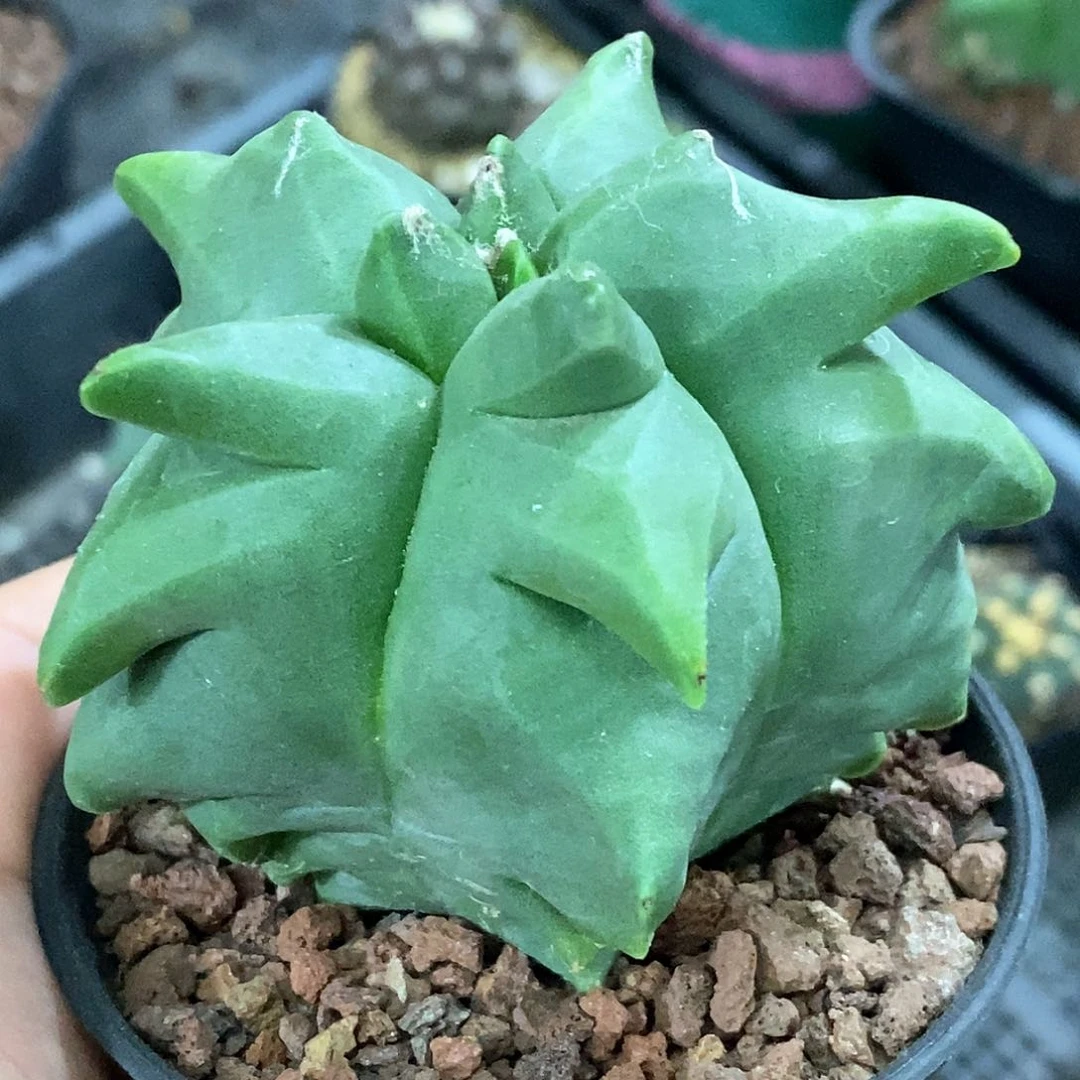 孤品实生特选株长尖尤精品角尤兜6.9cm