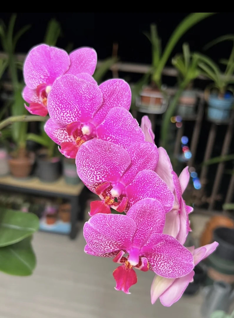 红粉佳人蝴蝶兰3.0寸