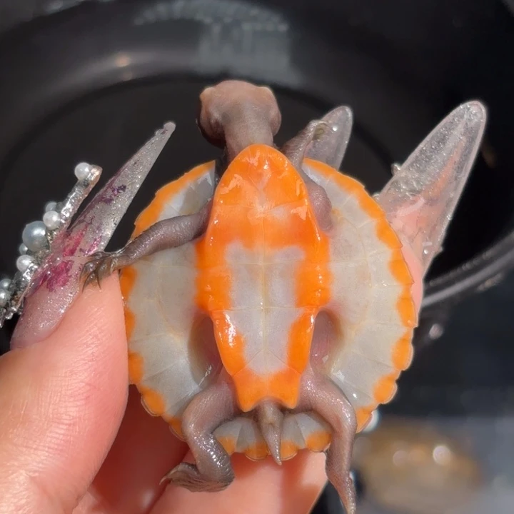 不分公母蛋龟A15全品红底圆澳