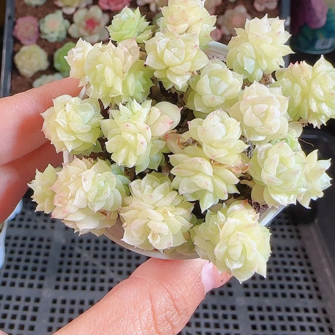 1107-7麦秆优选不包整