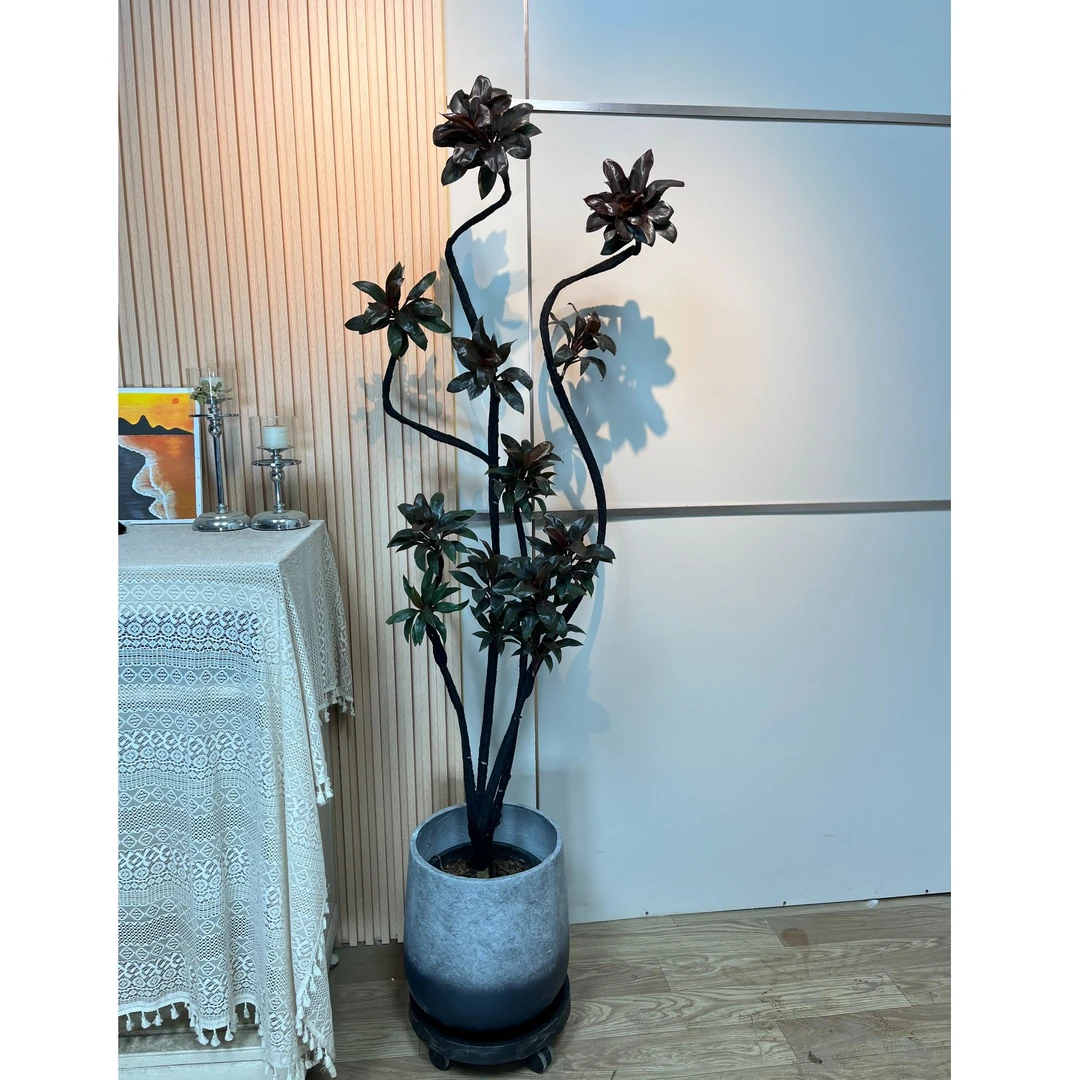 室内大型绿植娃娃朱蕉紫百合吸甲醛净化空气客厅盆栽好养