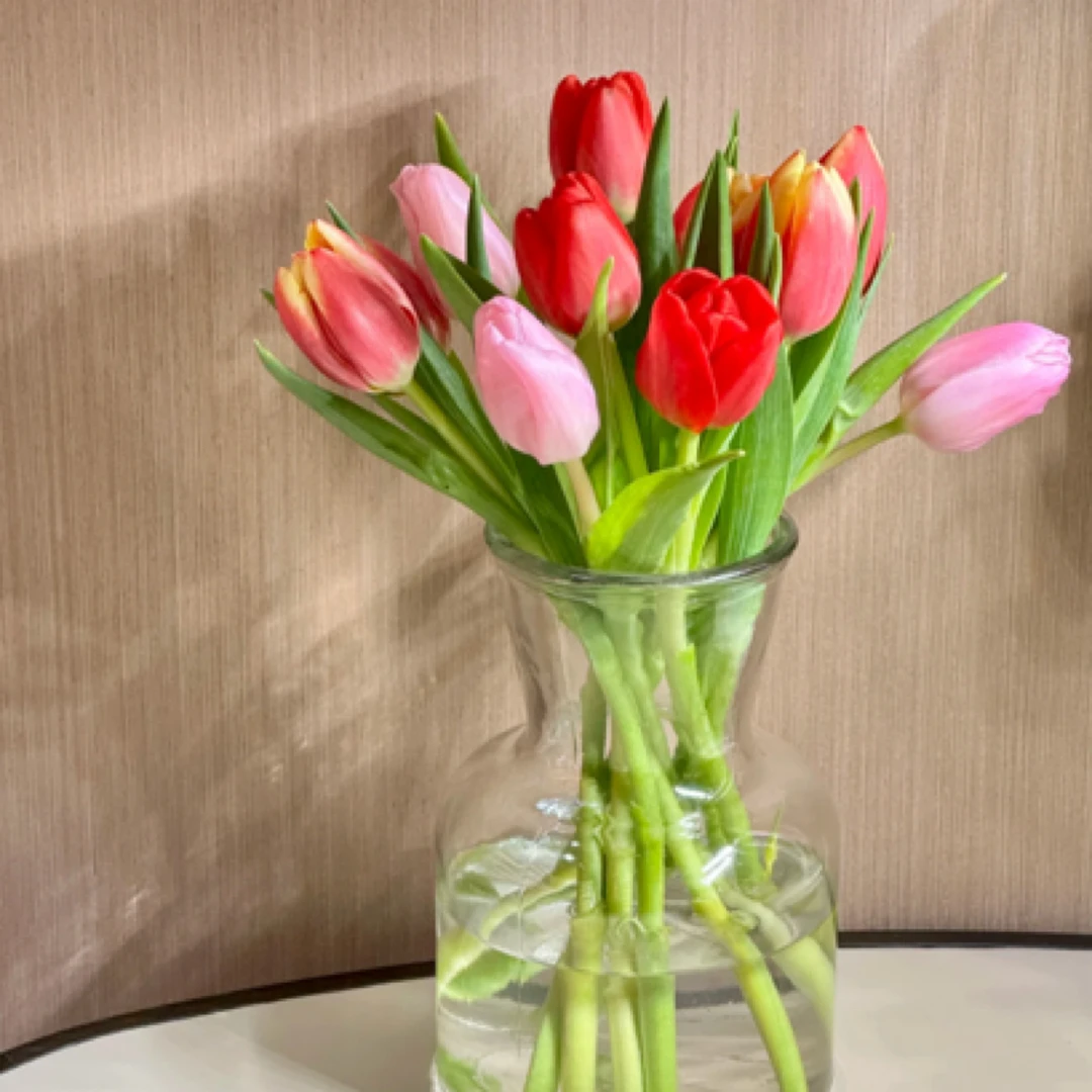 混搭荷兰进口郁金香随机颜色3支