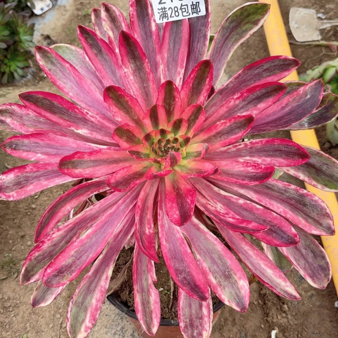 P.  2138阿波罗多肉11111