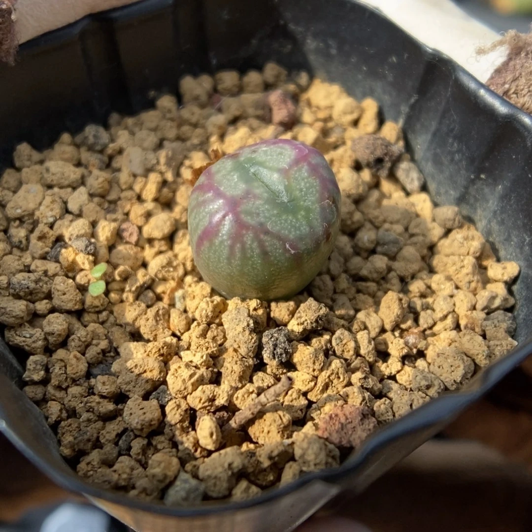 多肉植物肉锥杂交K-052 送奶杂 福利