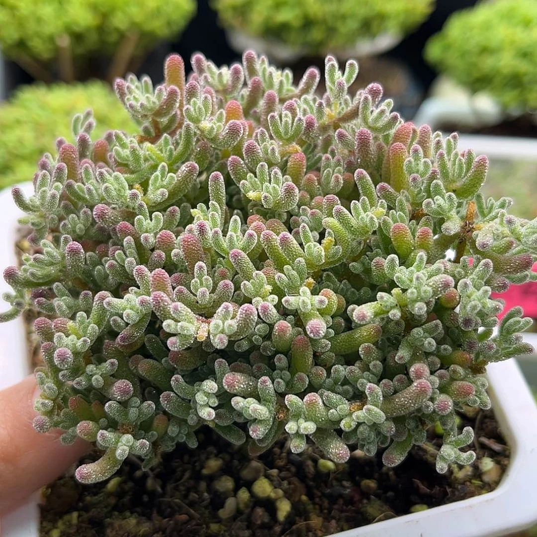 39冰晶优选枝干番杏