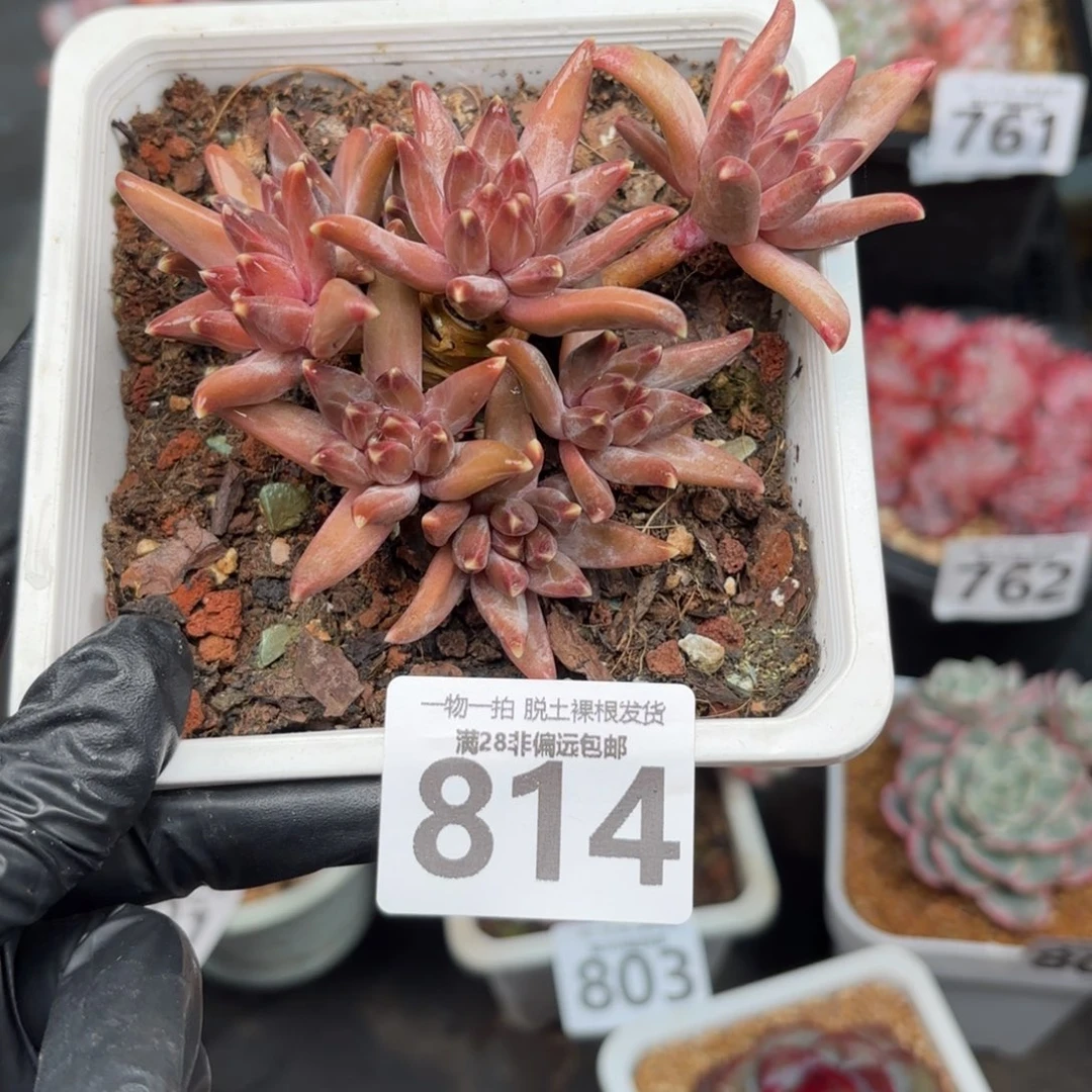 梵高老桩无盆土发货