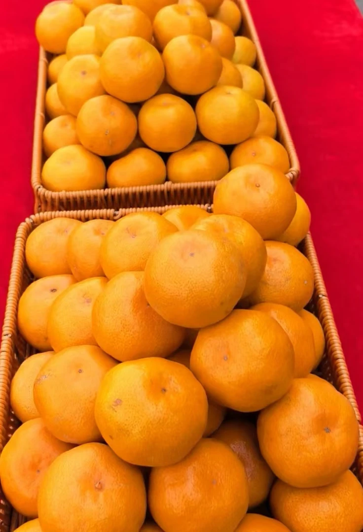 早熟宫川正宗临海涌泉蜜桔山地精品礼盒整箱无核中小果