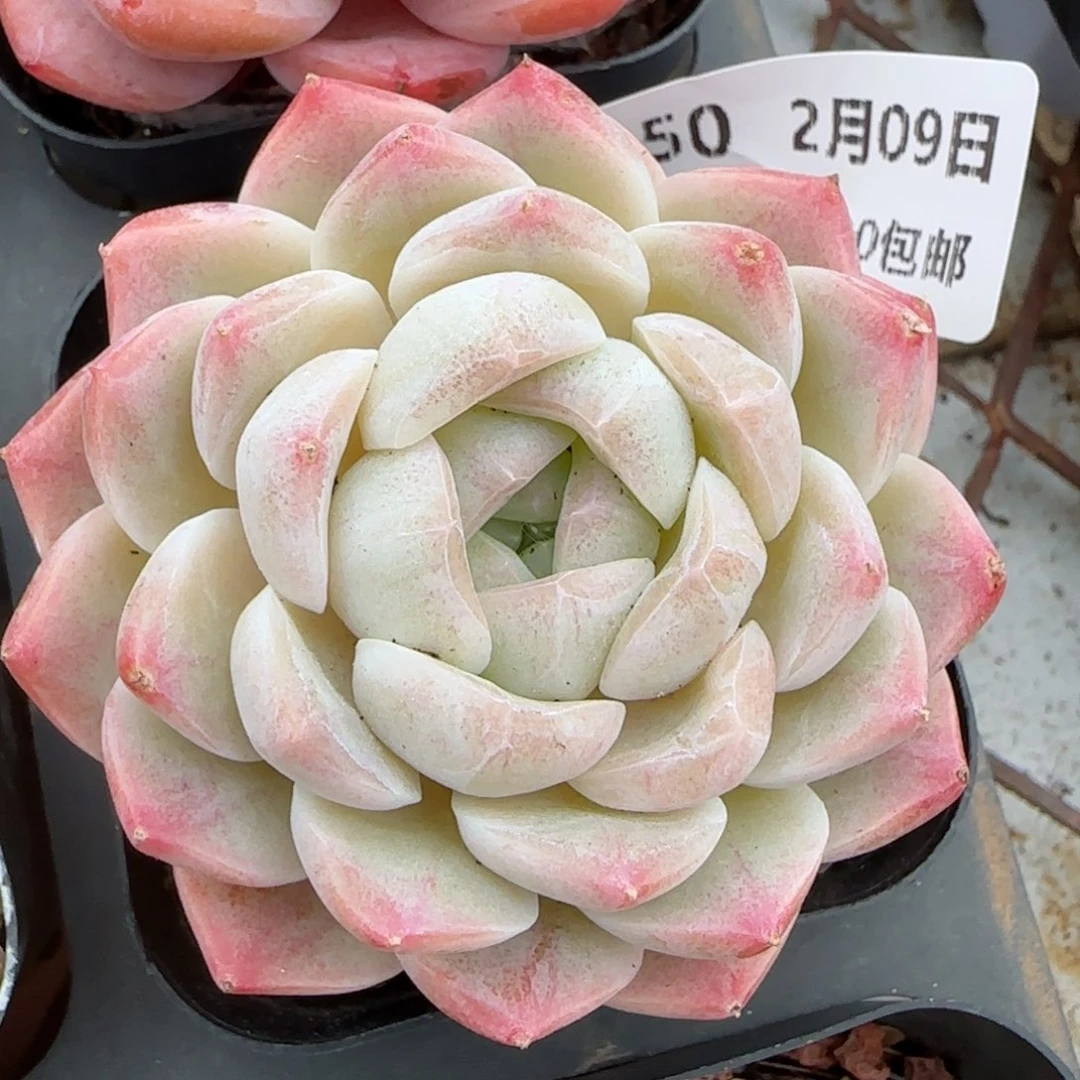 花语逸境0209-650