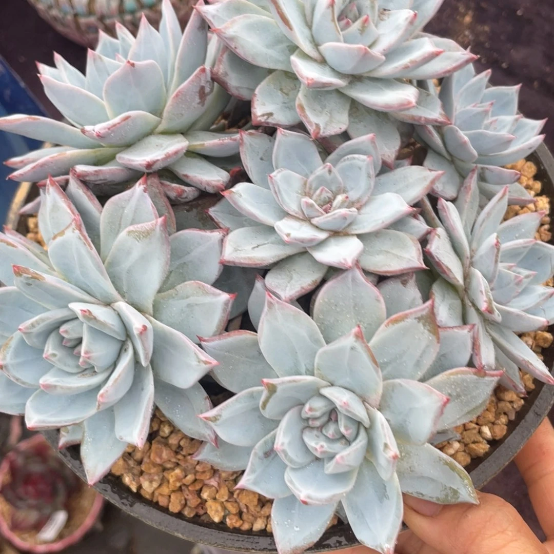 粉蓝鸟群生多肉植物一物一拍