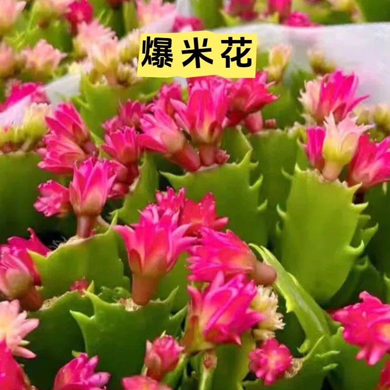 【爆米花蟹爪兰】金品糖重瓣带花苞花卉盆栽