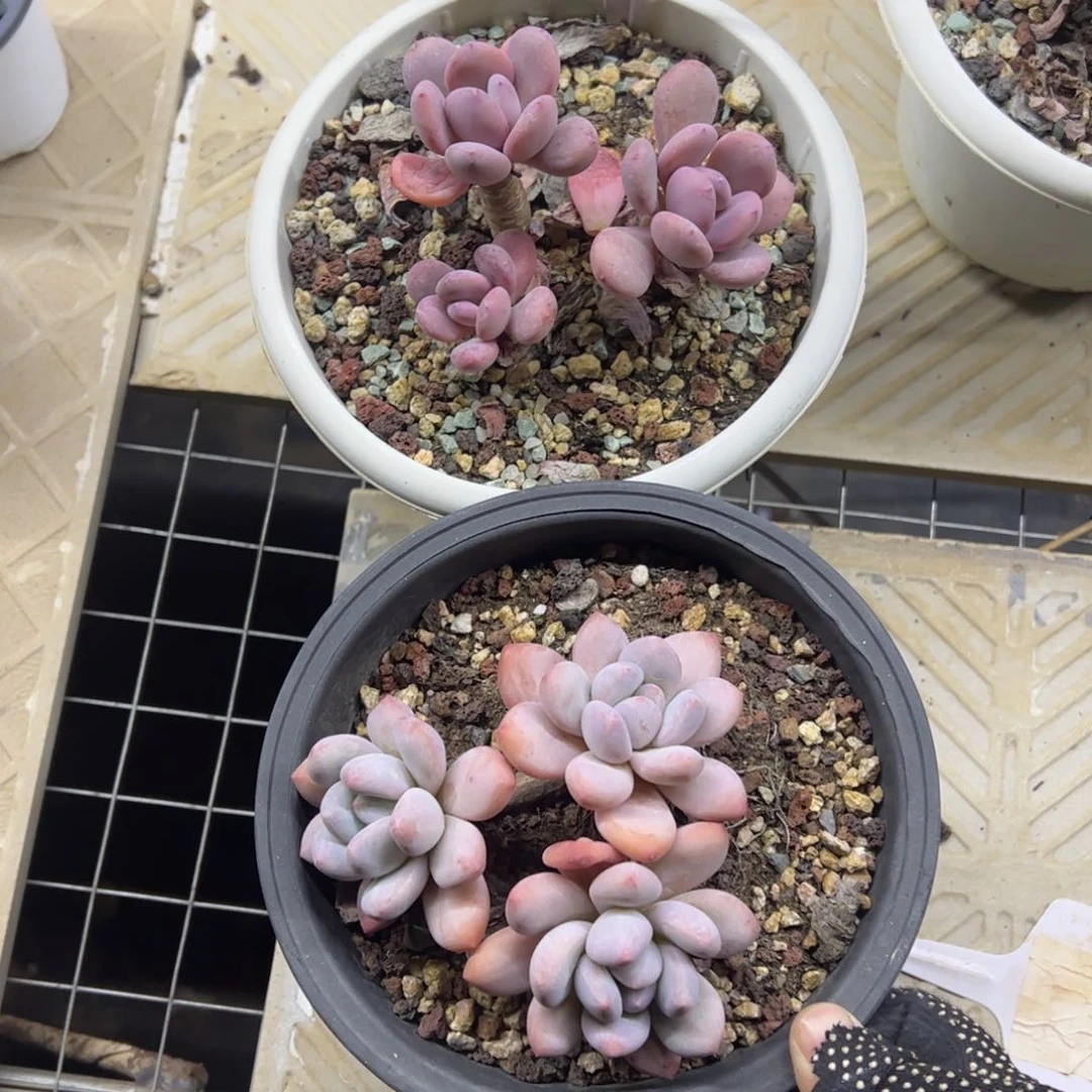 红陶哒***啦488号多肉植物