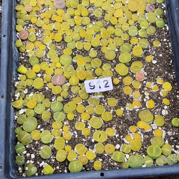 912 生石花一物一图如图