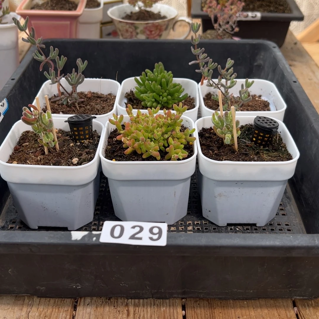 枝干番杏多肉植物029