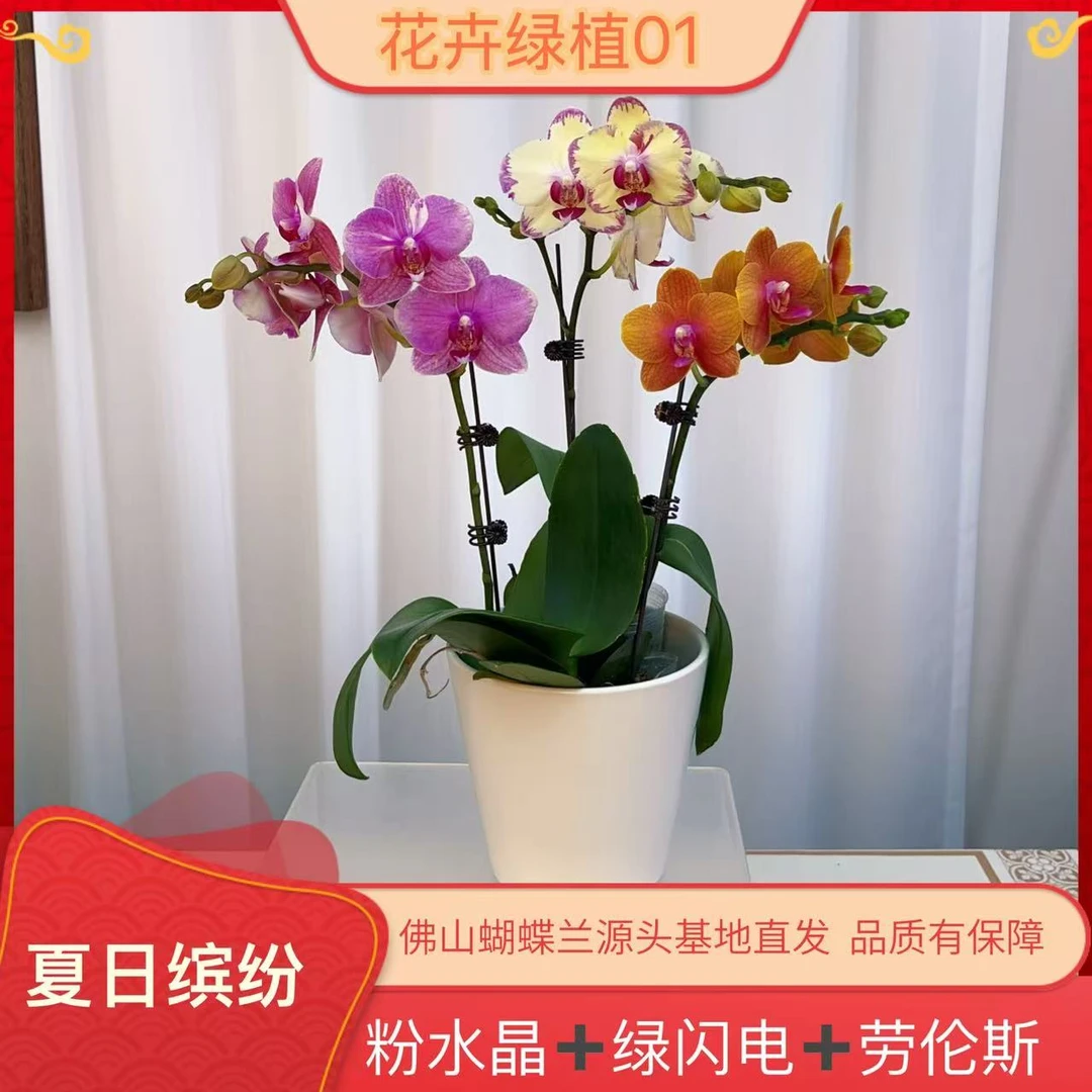 【夏日缤纷01】精美蝴蝶兰室内花卉