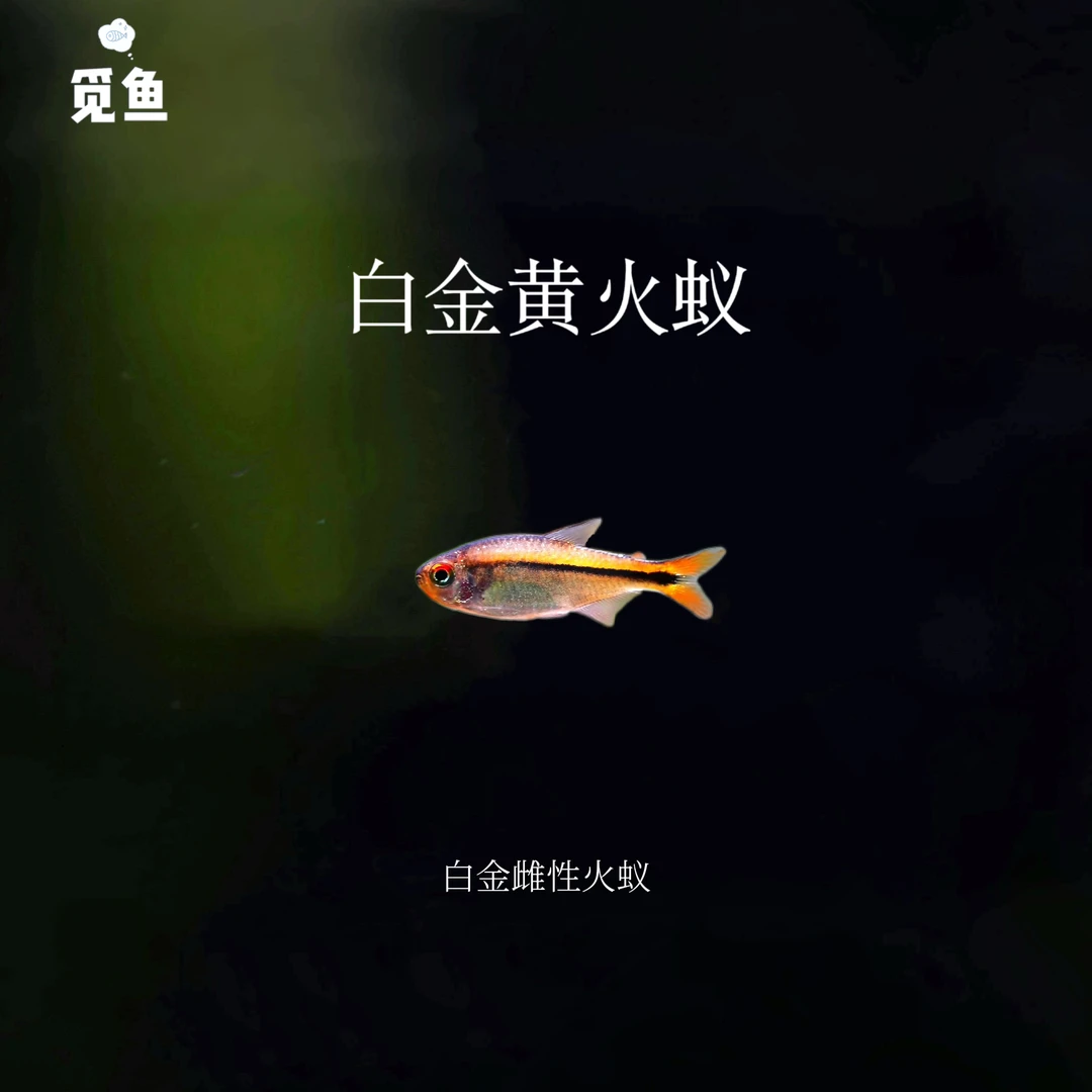 【觅鱼】碎金黄火蚁 魔鬼灯鱼集邮南美小型灯科鱼