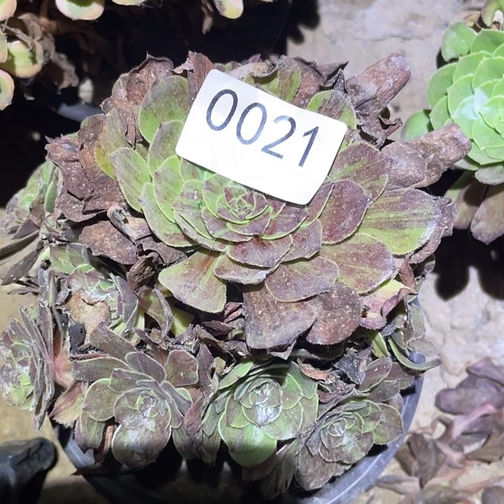 多肉植物法师21花月夜