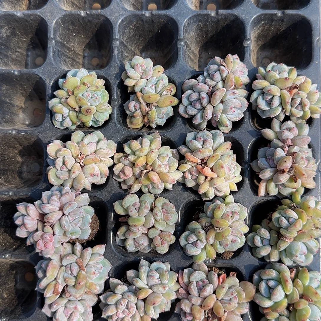 2颗一组拇指盆小4头星影特价