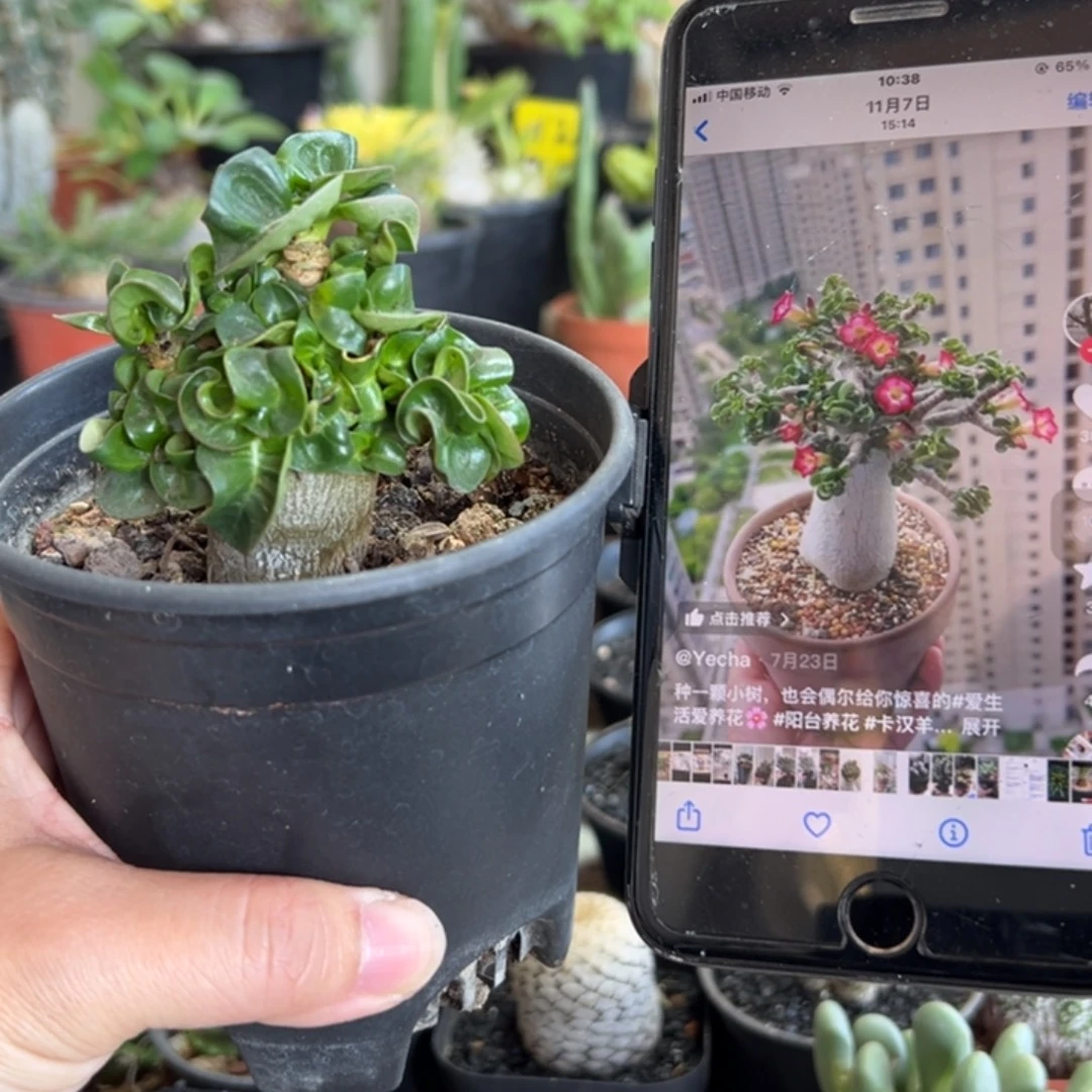 卡汉羊角带盆11111111111