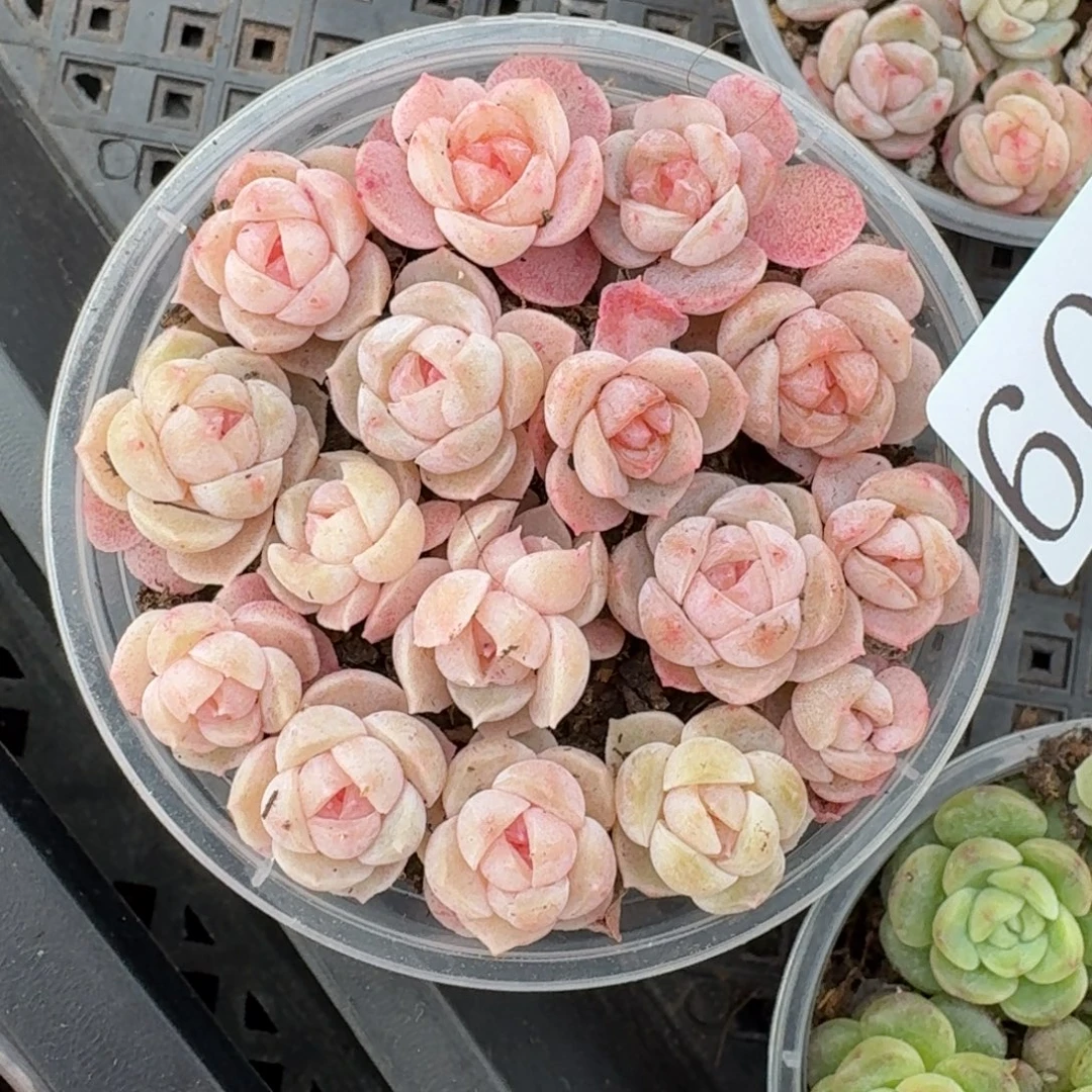 多肉植物多肉植物606