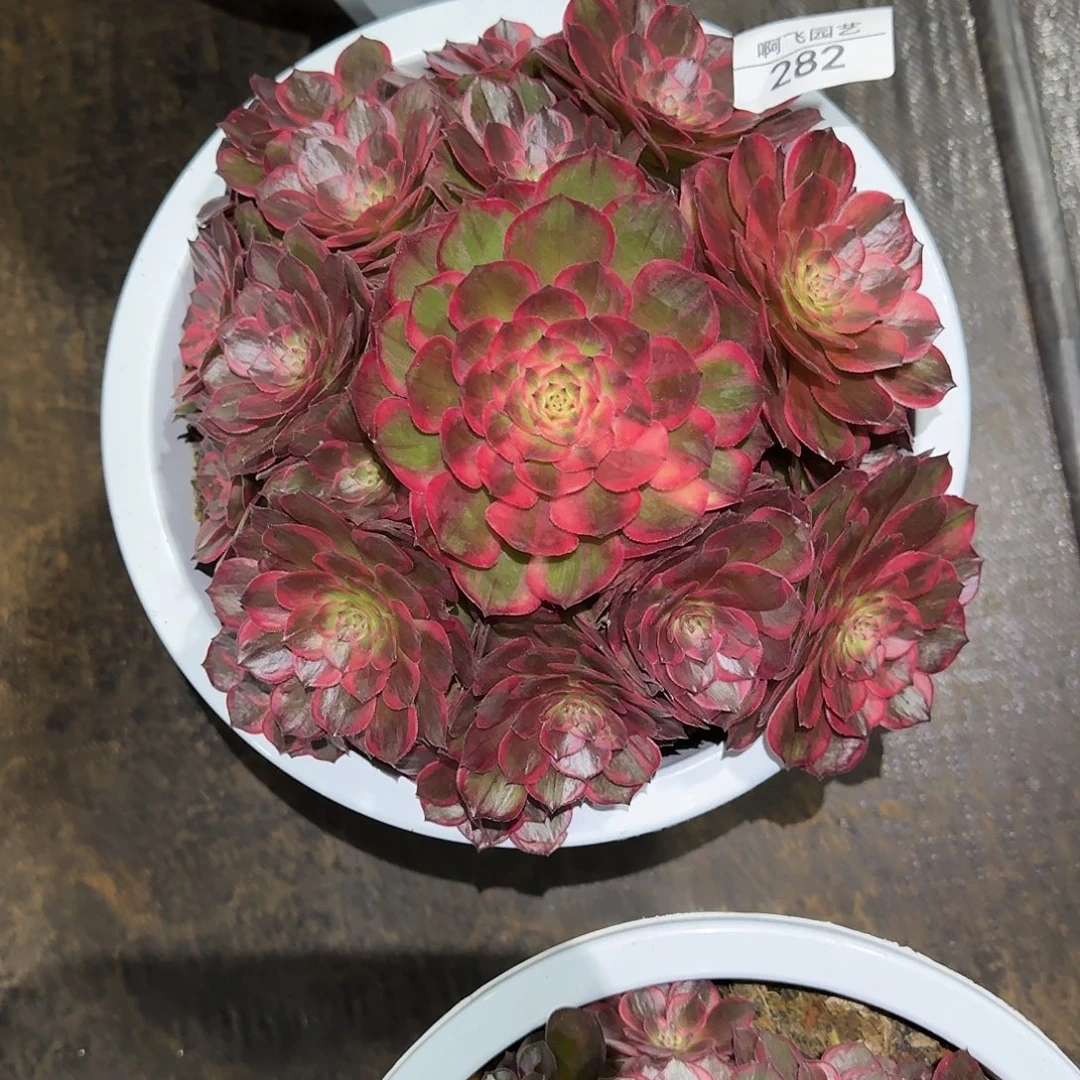 新***星282多肉 红花郎福利法师