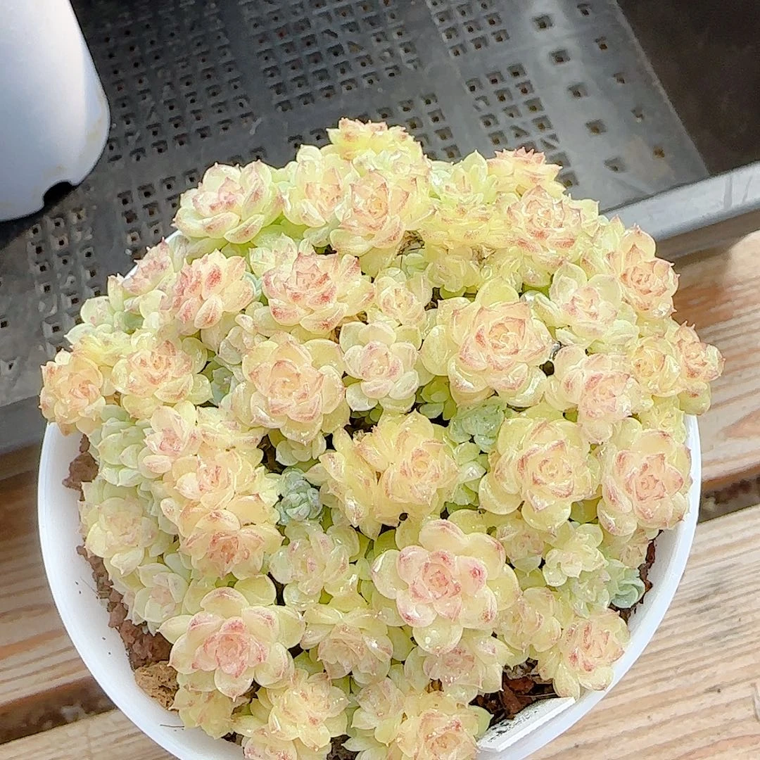 1116-88（ht-53）优选