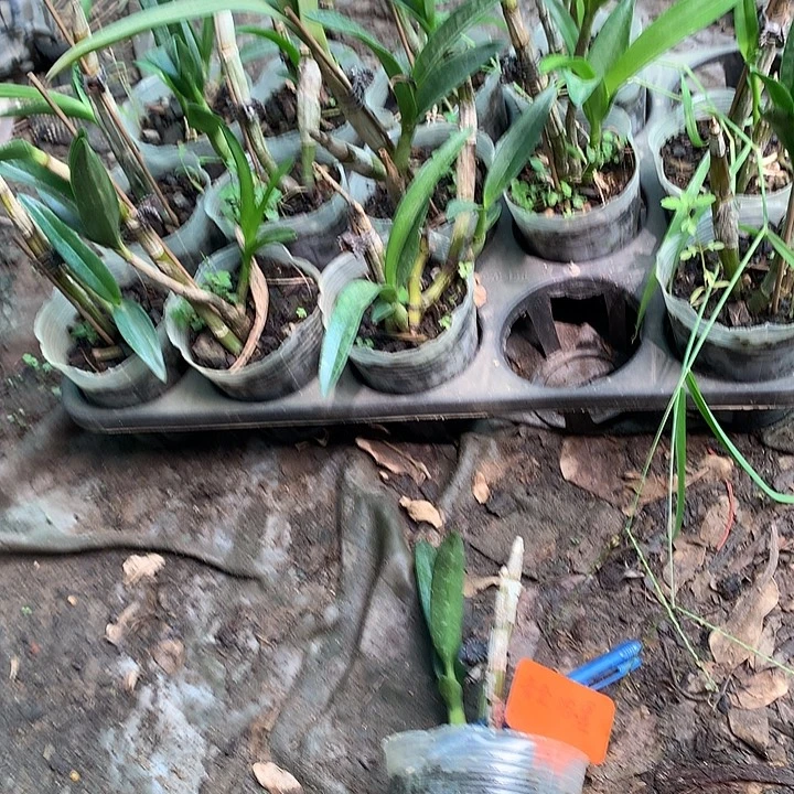 当前无花栽培后可以开花黄金泼大小3苗