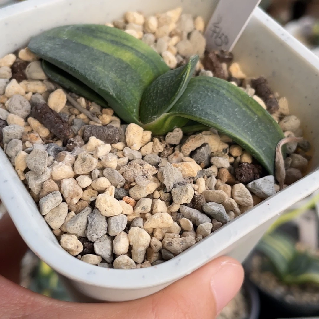 空白7号脱土发货111