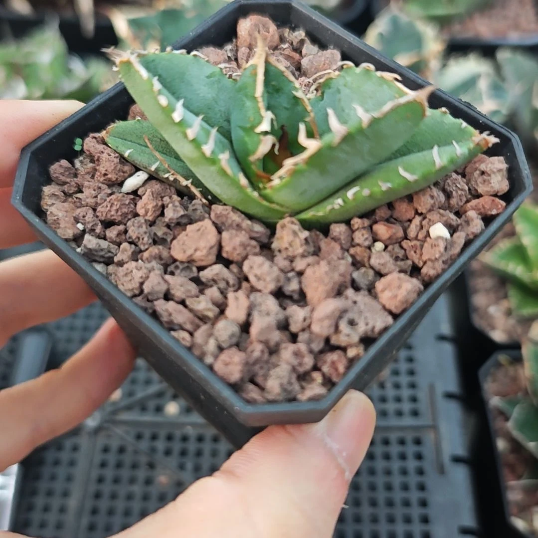 油猪仁王冠龙舌兰