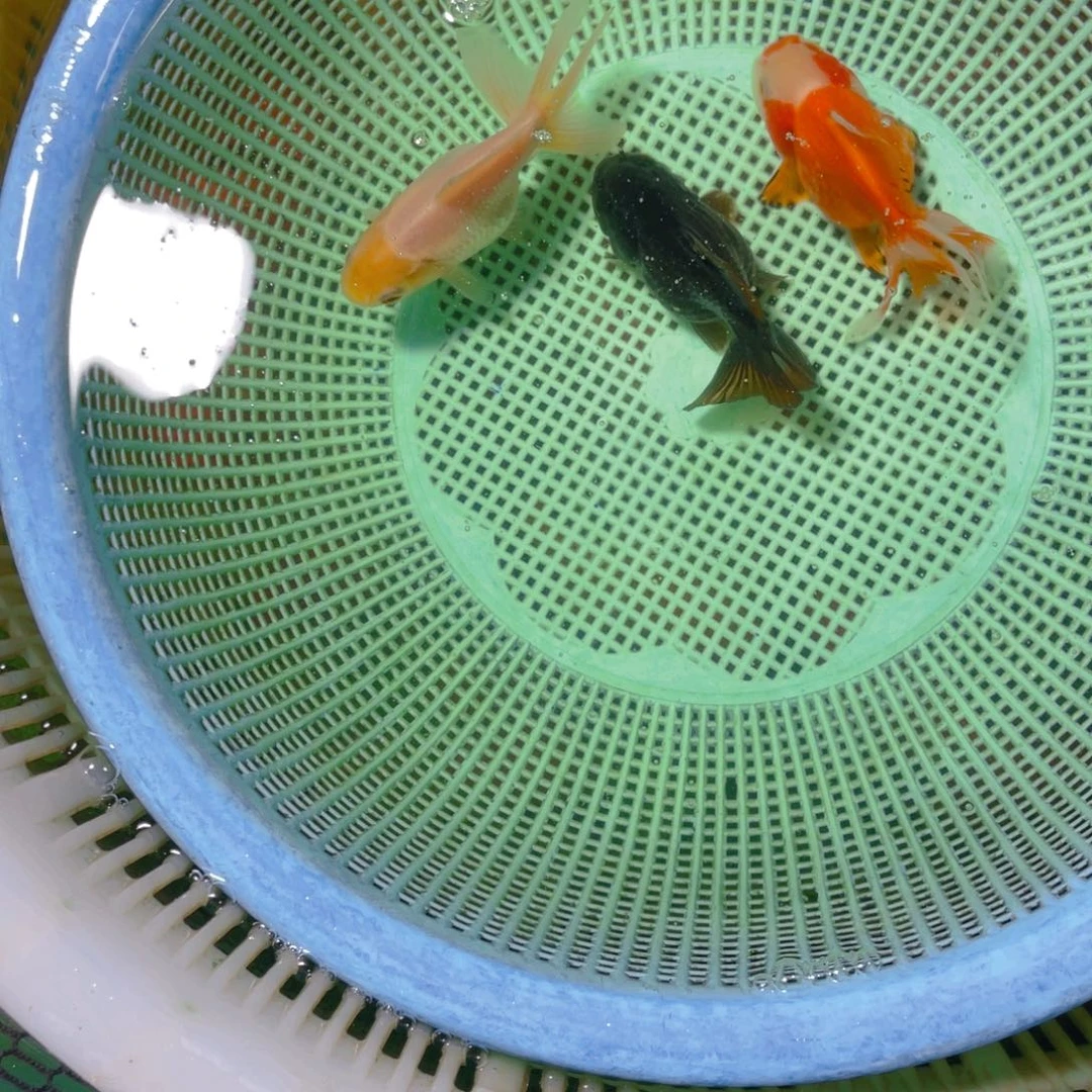 海水鱼花泰狮金鱼49