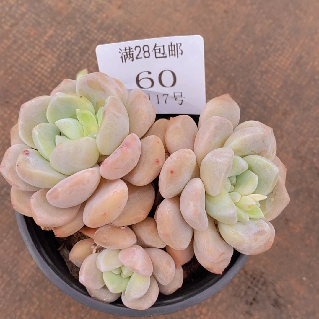 云60号的货明天早上能