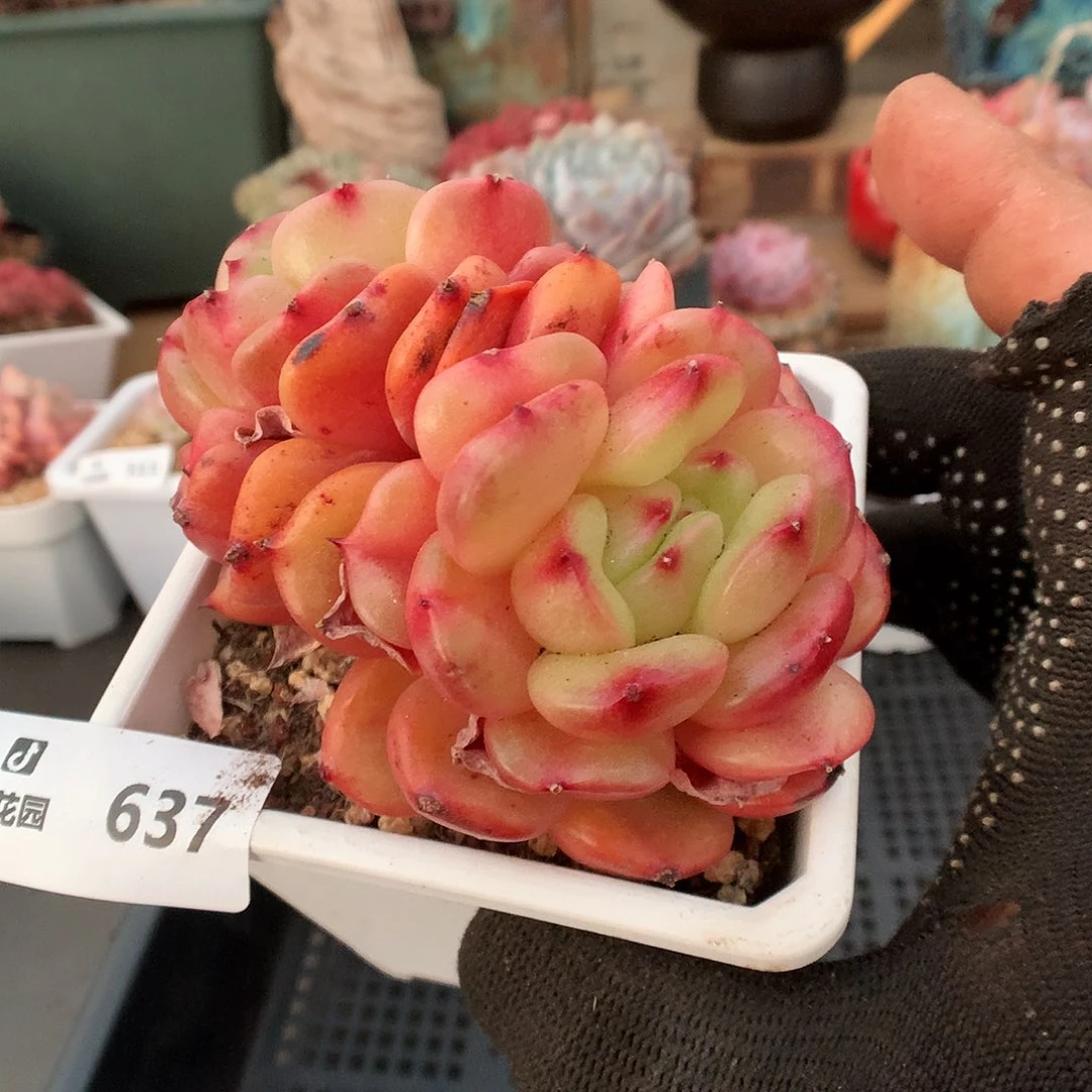 637梦露香莱尔多肉植物