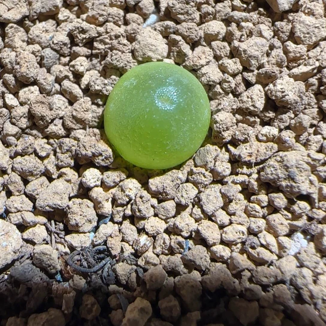 肉锥多肉植物组合-哈默703