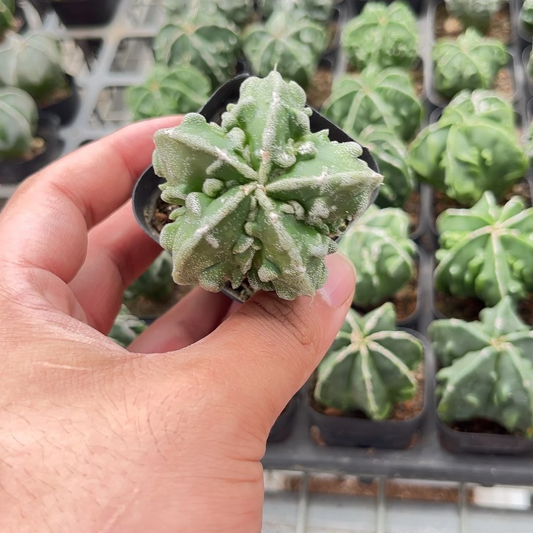 109524一物一拍单头发货