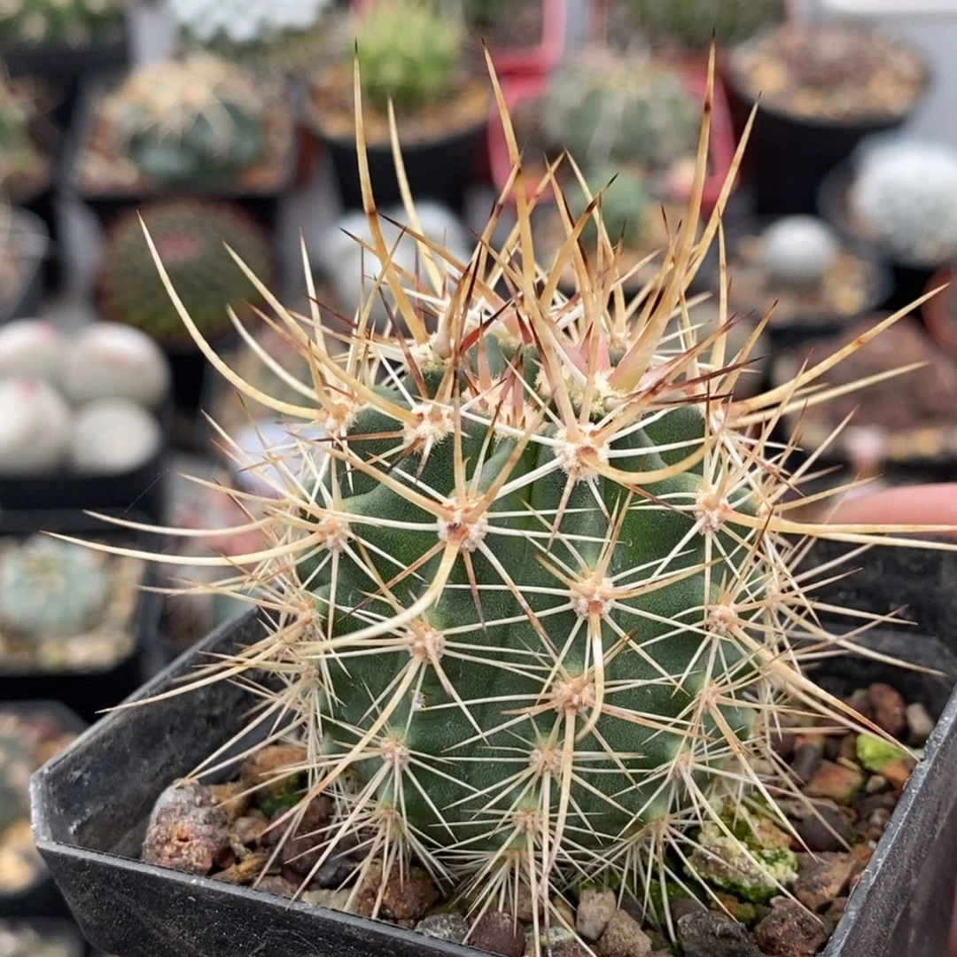 植播园艺145林氏幻虾