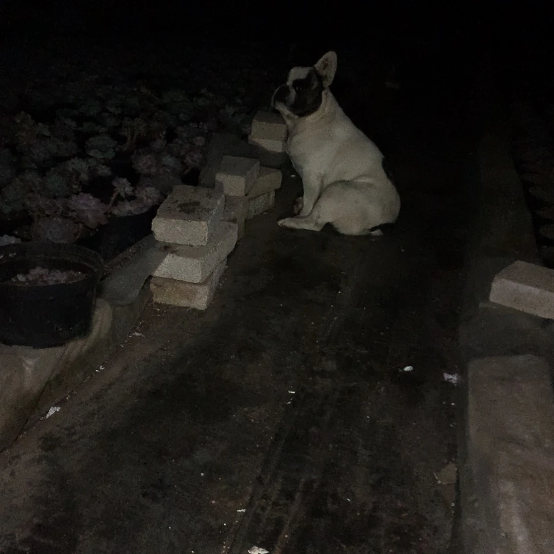 雨霜花一物一拍30