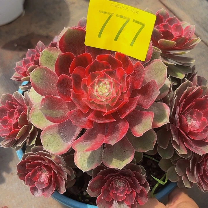 多肉植物福利来777个