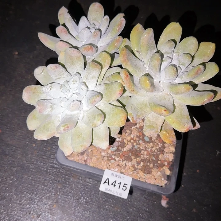 拇指仙女杯多肉植物