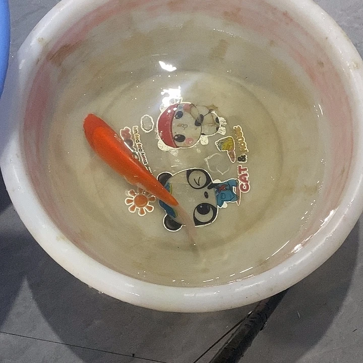 锦鲤锦鲤红白9.9起拍