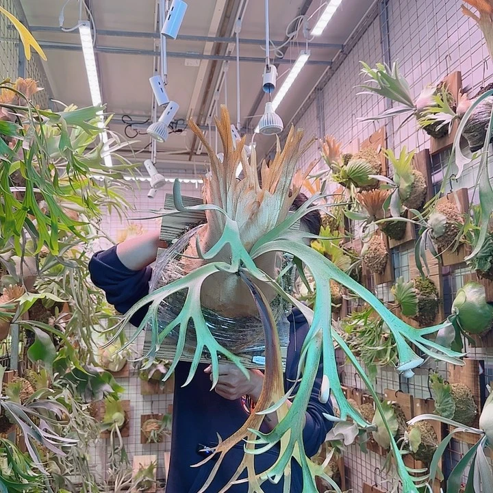 无花朵波哥苏丹a37。